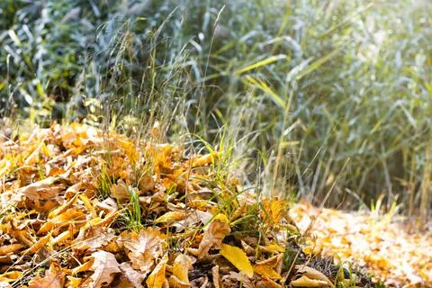 Autumn Leaf Background Stock Photos