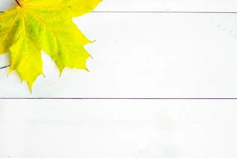 Autumn Leaf Background Stock Photos