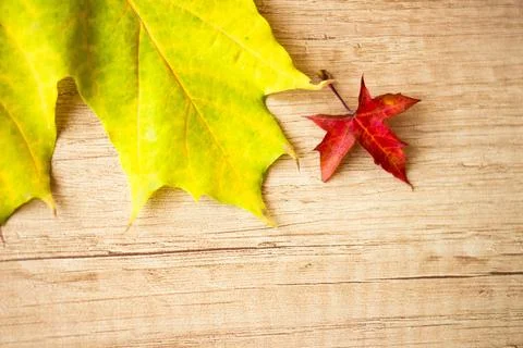 Autumn Leaf Background Stock Photos