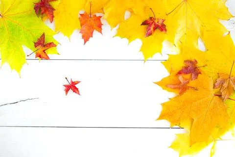 Autumn Leaf Background Stock Photos