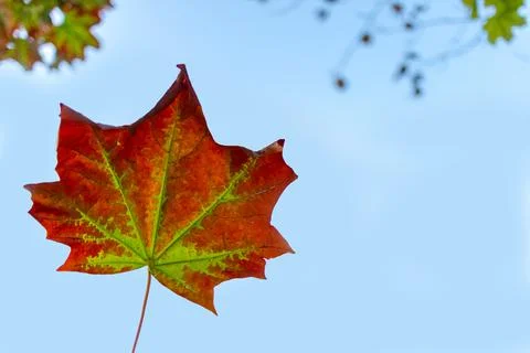 Autumn leaf on the background of the sky Stock Photos
