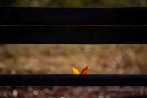 Autumn leaf on a bench in the park. Selective focus. Stock Photos