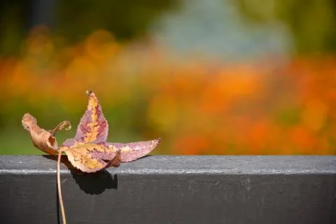 Autumn leaf on bench Stock Photos