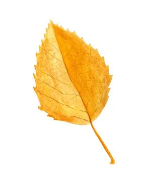 Autumn leaf of birch Stock Illustration