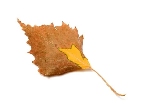 Autumn leaf of birch Stock Photos