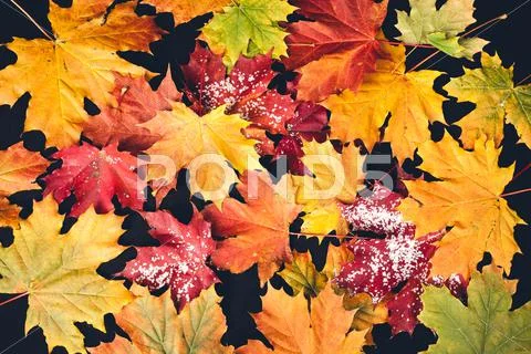 Autumn leaf on black background Stock Photos