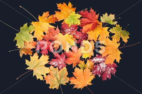 Autumn leaf on black background Stock Photos