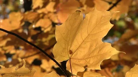 Autumn leaf blowing in the wind. Stock Footage 12265161