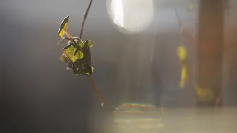 Autumn leaf blowing in the wind Video stock 102325451