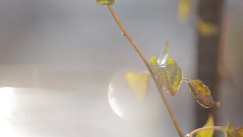 Autumn leaf blowing in the wind Video stock 103141449