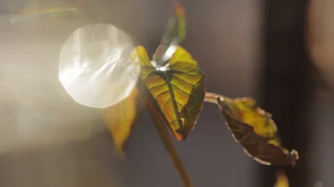 Autumn leaf blowing in the wind Video stock 103141479