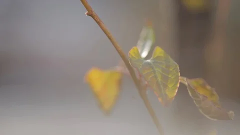 Autumn leaf blowing in the wind Video stock 103141486