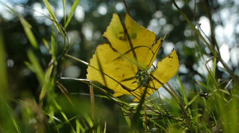 Autumn leaf blows in wind Video stock 32202572
