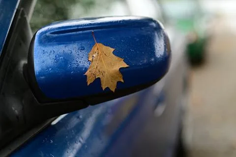 Autumn leaf on a blue side mirror as a closeup Stock Photos
