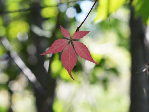 Autumn leaf on blurred background Stock Photos