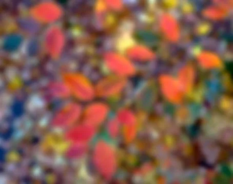 Autumn leaf is blurred Stock Photos