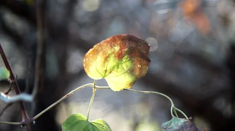 Autumn Leaf. Blurry Background. Stock Footage 37185212