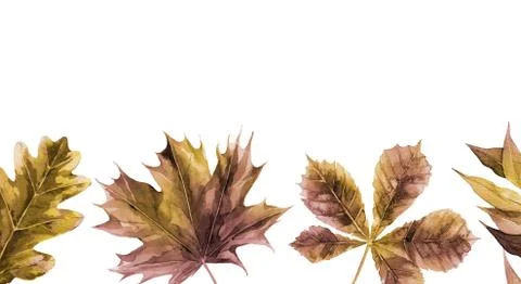 Autumn leaf border. Chestnut, oak and tree leaves. Background for pattern, print Stock Illustration
