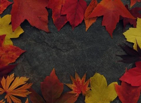 Autumn leaf border frame Stock Photos