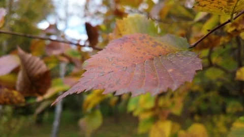 Autumn Leaf On A Branch Stock Footage 285411104