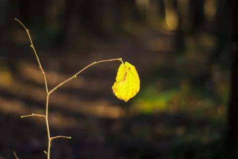 Autumn leaf on a branch in the forest Foto stock