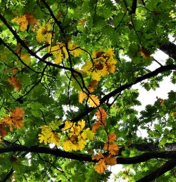 Autumn leaf on a branch, macro Stock Photos