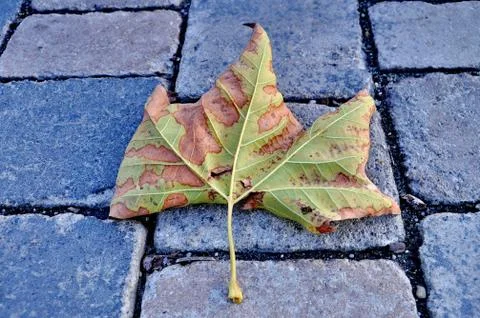 Autumn leaf on bricks 库存照片