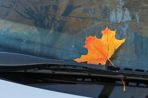 Autumn leaf on a car windshield Stock Photos