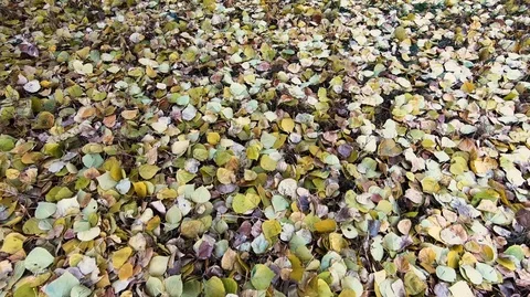 Autumn leaf carpet Stock Footage 98891142