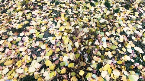 Autumn leaf carpet Stock Footage 98891149