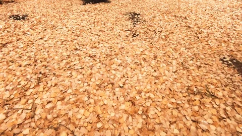 Autumn leaf carpet Stock Footage 98891188