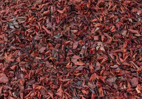 Autumn Leaf Carpet Texture Фото
