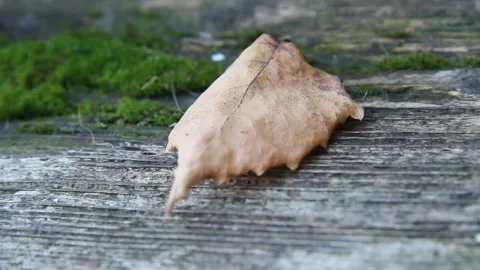 Autumn leaf is carried away by the wind Video stock 222034591