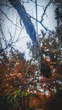 Autumn leaf caught in a spider's web, autumn forest in the background Stock Photos