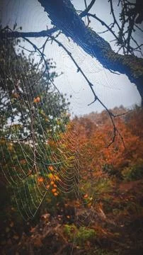 Autumn leaf caught in a spider's web, autumn forest in the background Stock Photos