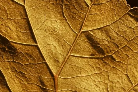 Autumn leaf cell structure and veins Stock Photos