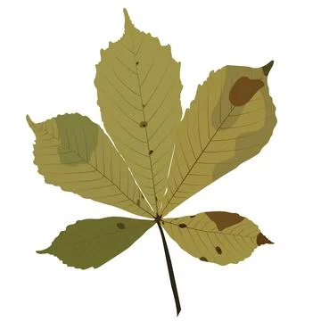 Autumn leaf of chestnut. Vector stock illustration isolated on white backgrou Stock Illustration