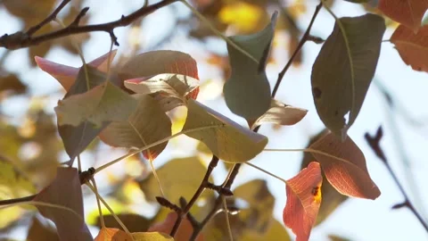 Autumn leaf close-up 3 Stock Footage 325591211