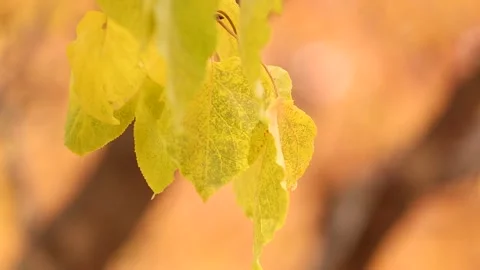 Autumn leaf close-up 7 Stock Footage 325591282