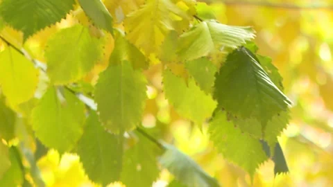 Autumn leaf close-up 9 Stock Footage 325591726