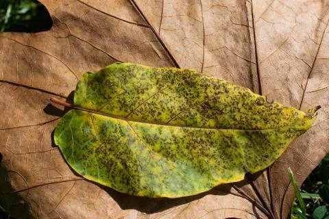 Autumn  leaf close-up as background for design Stock Photos
