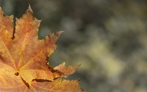 Autumn leaf close-up on a forest background. Stock Photos