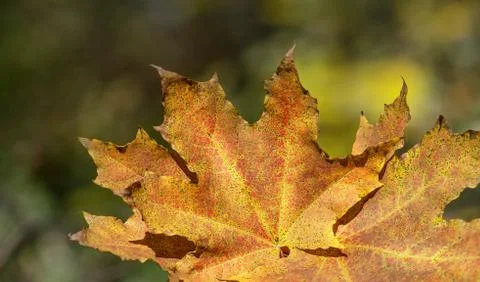 Autumn leaf close-up on a forest background. Stock Photos