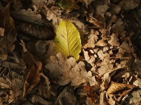 Autumn leaf close-up Stock Photos