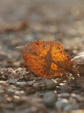 Autumn leaf close-up Stock Photos