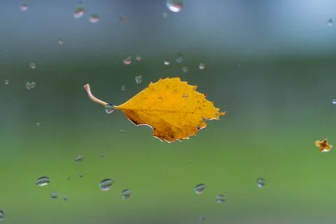 Autumn leaf close up Stock Photos