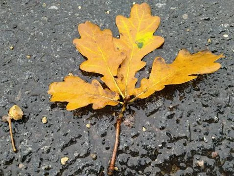 Autumn leaf close up Stock Photos