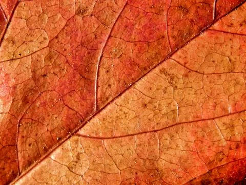 Autumn Leaf Close-up. Stock Photos