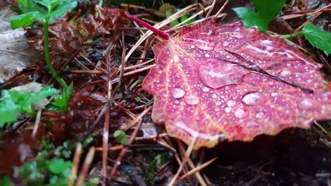 Autumn leaf close up. Raindrops on a sheet. Stock Footage 118135015