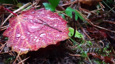 Autumn leaf close up. Raindrops on a sheet. Stock Footage 118140749